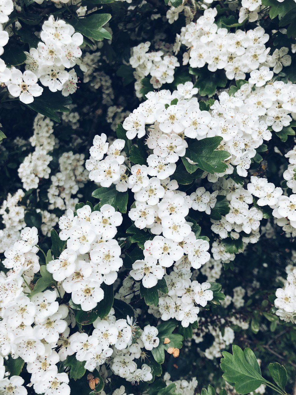 weißblättrige Blüten