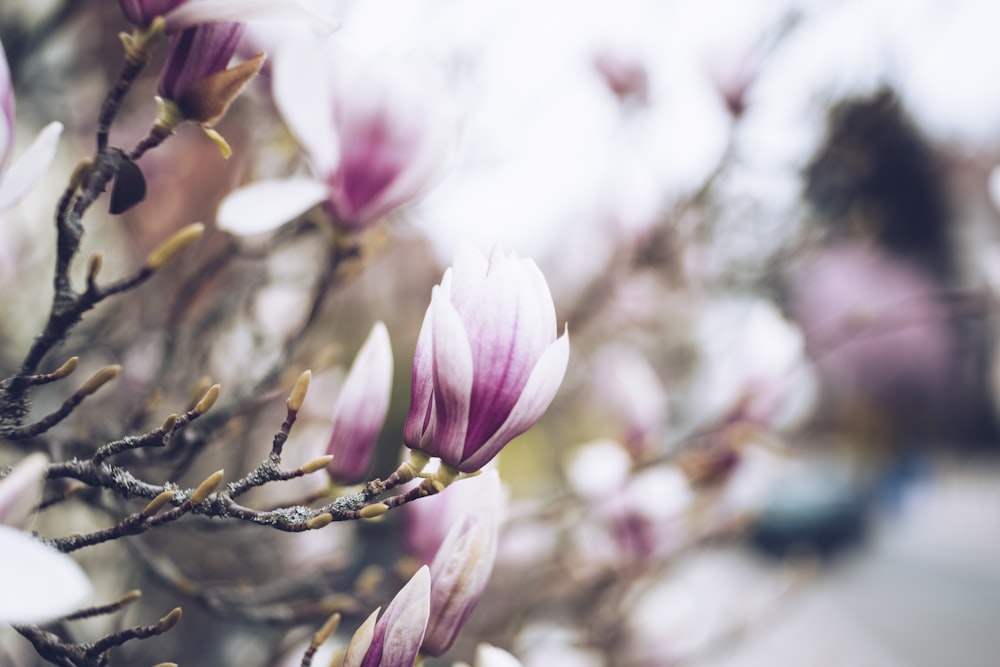 pink and white flower focus photography