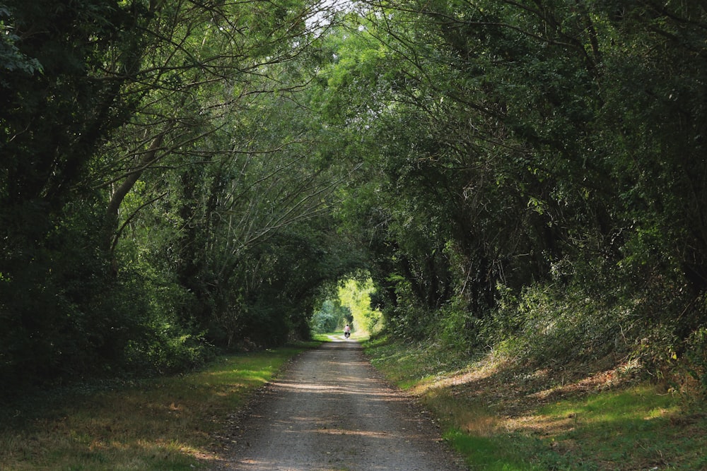 dirt road under trees