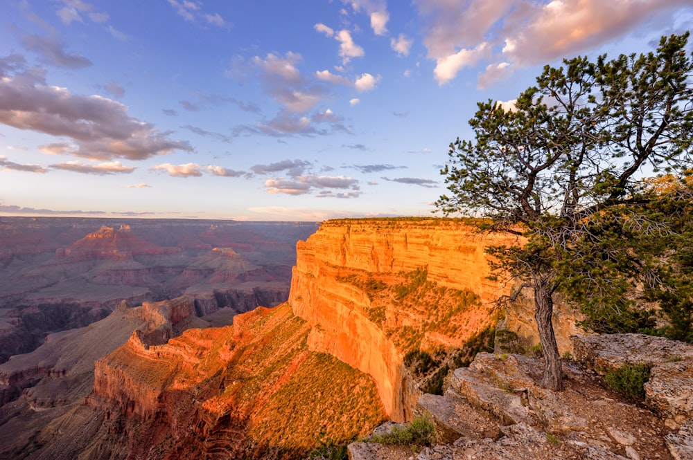 a lone tree on the edge of a cliff