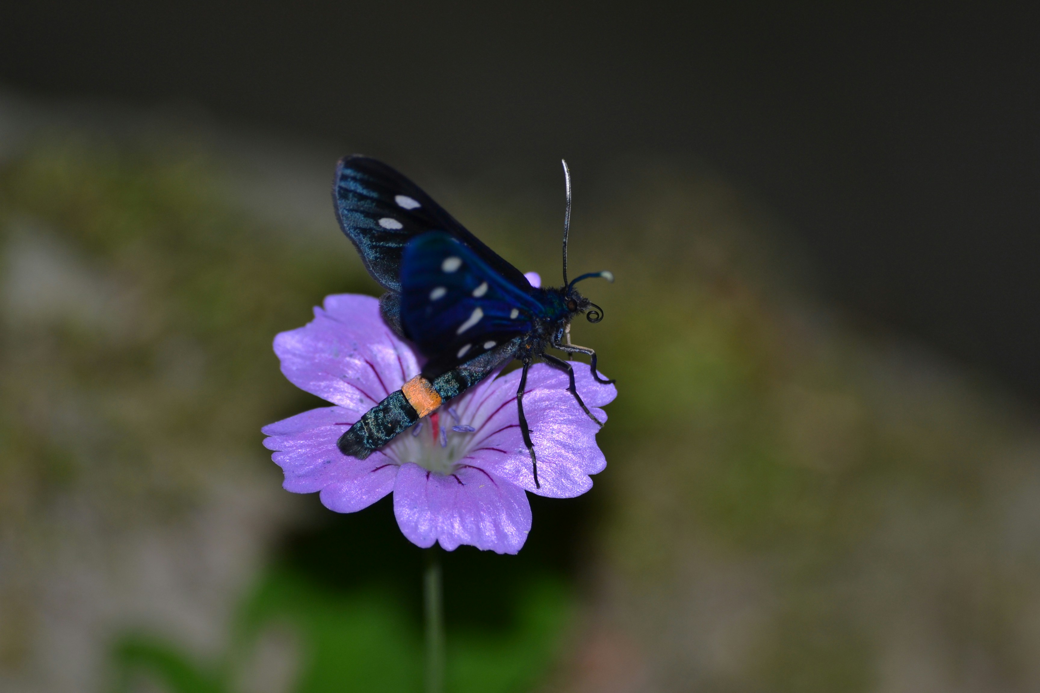 Photo prise de nuit en mode Macro