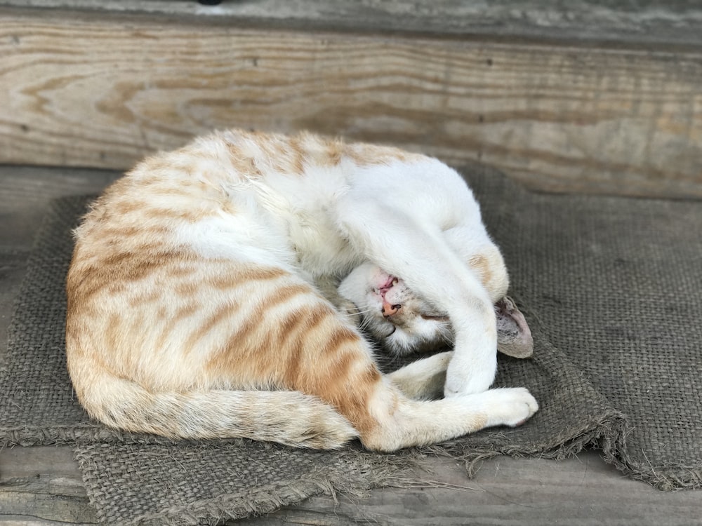 weiße und orangefarbene Kurzfellkatze, die auf grauem Holzboden liegt