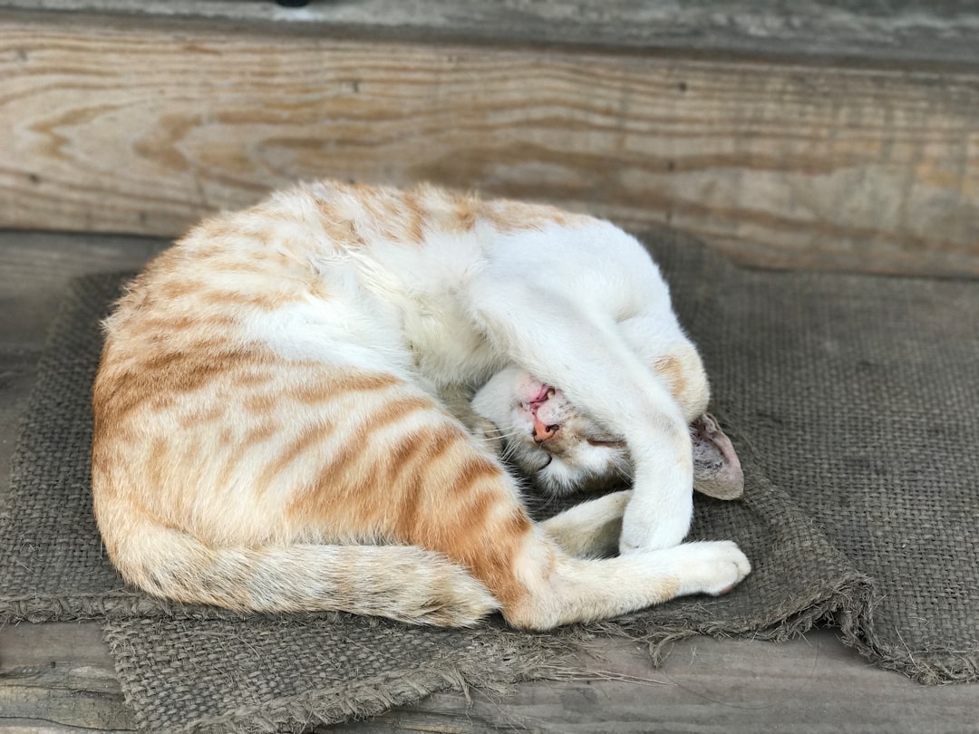 white and orange short-fur cat lying on gray wooden floor