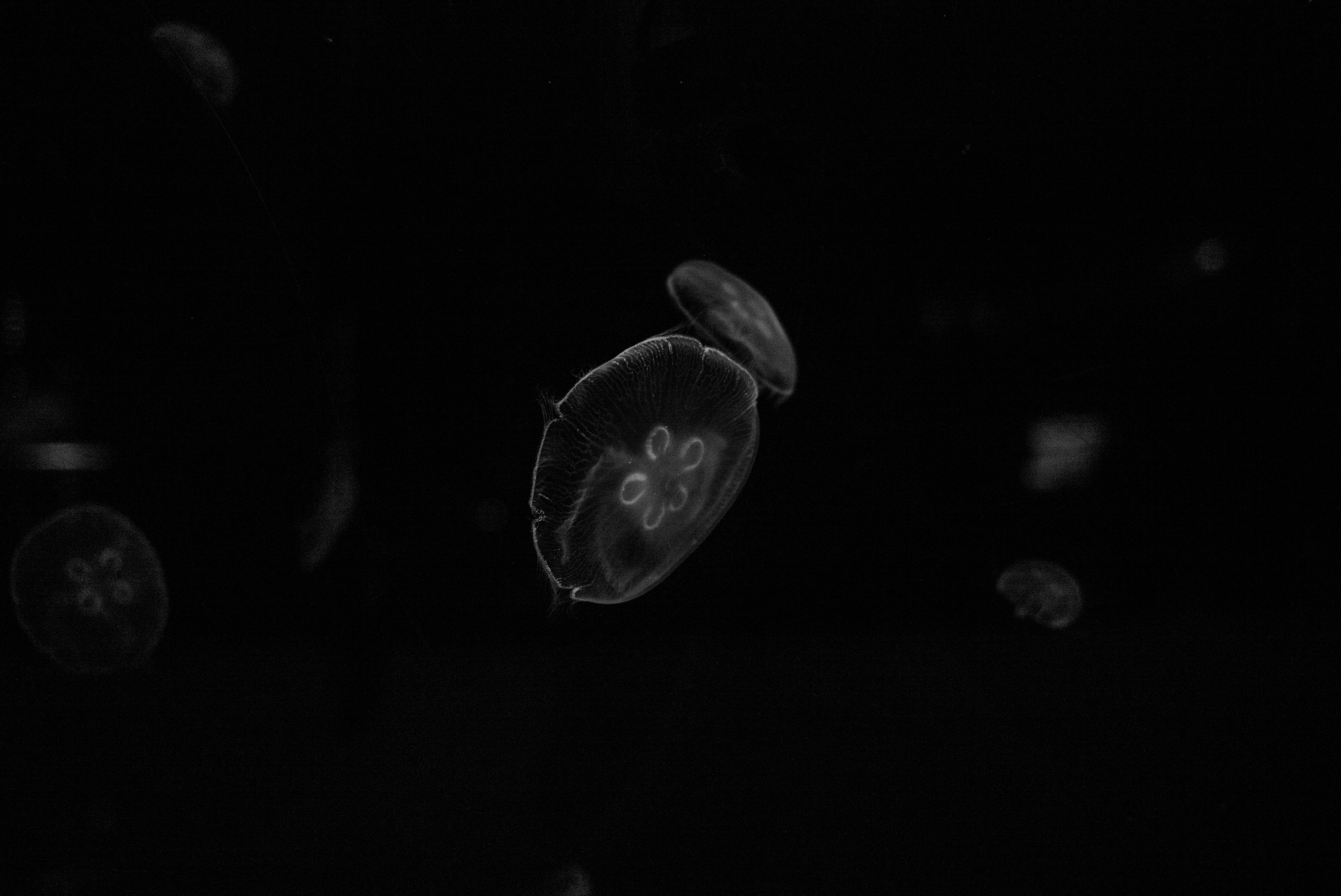 クラゲの壁紙の写真 Unsplashで見つけるクラゲの無料写真