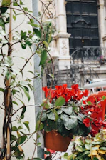 Close-up of a vibrant planter bursting with green foliage at a building entrance.
