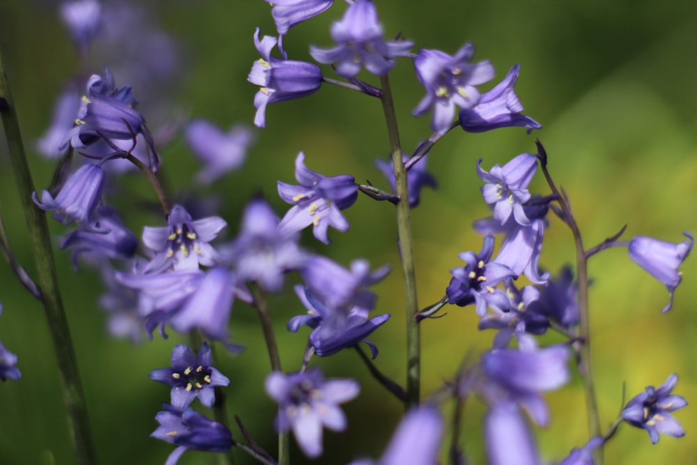 blooming purple petaled flowers