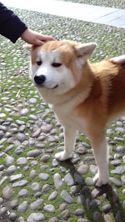 A fluffy, light brown and white dog stands on a cobblestone path with green moss between the stones, being gently petted by a person's hand.