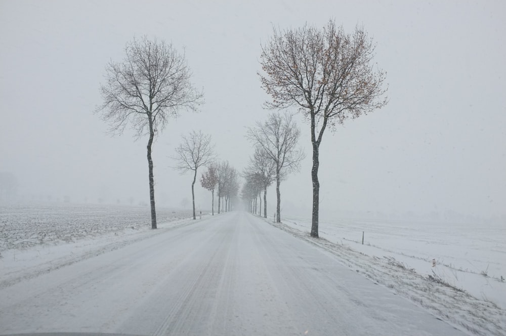 trees near road covered with snow