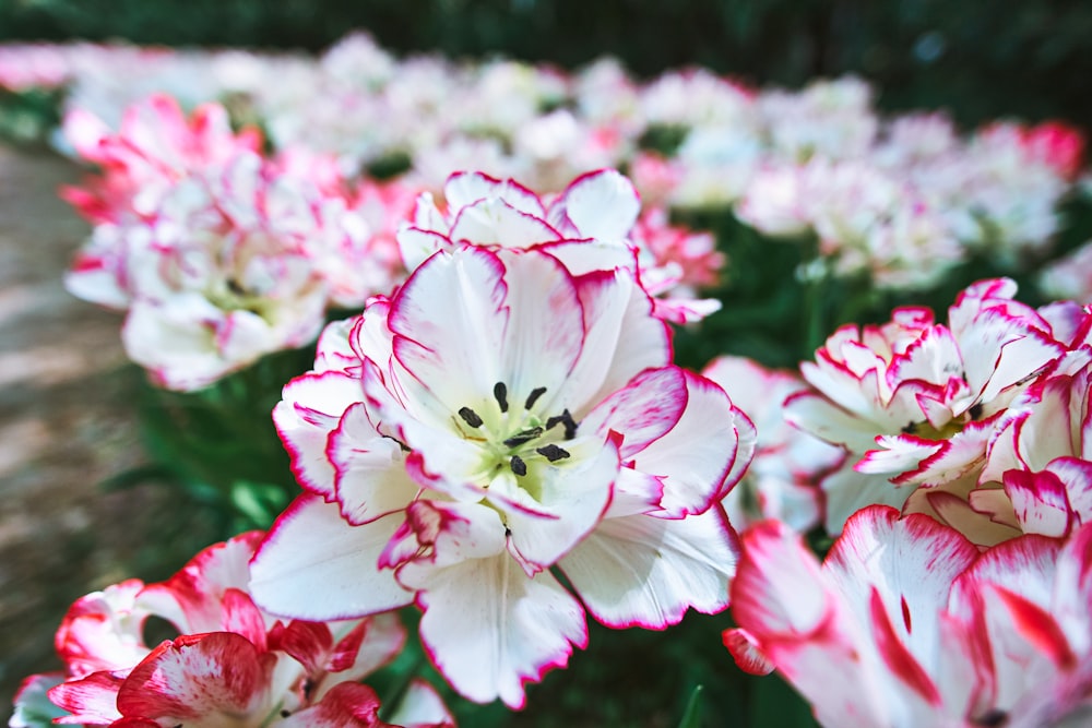 Flores rosas y blancas en lente de cambio de inclinación