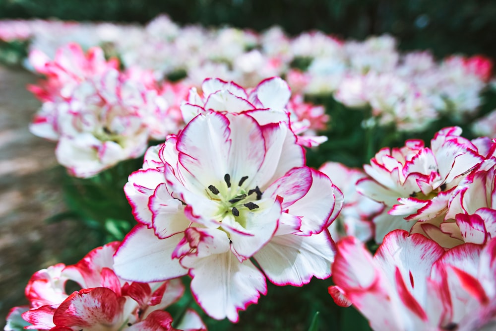 flores rosas e brancas na lente tilt shift