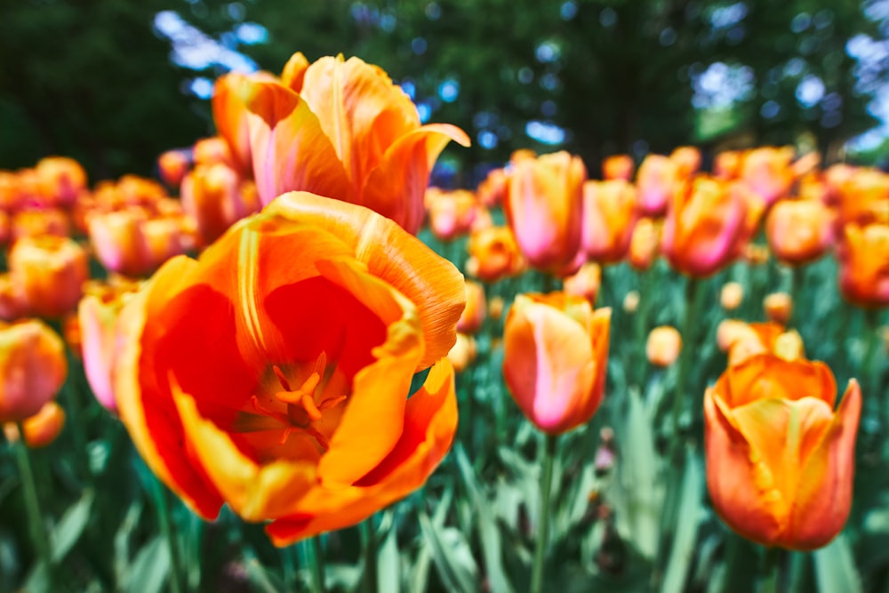 Gelbe und rote Tulpen blühen tagsüber