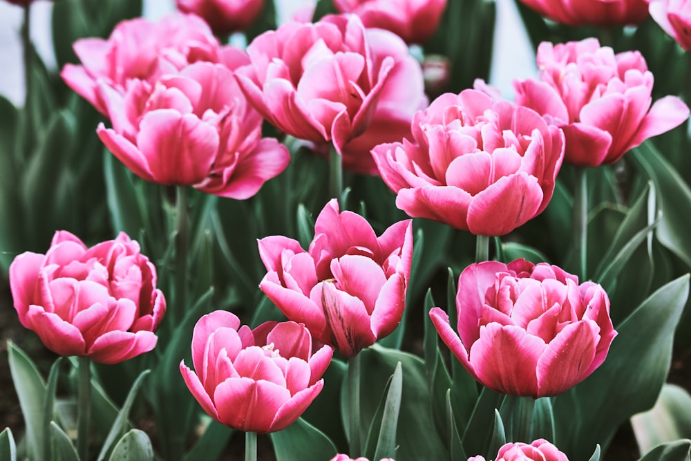 Foto de primer plano de flores de pétalos rosados