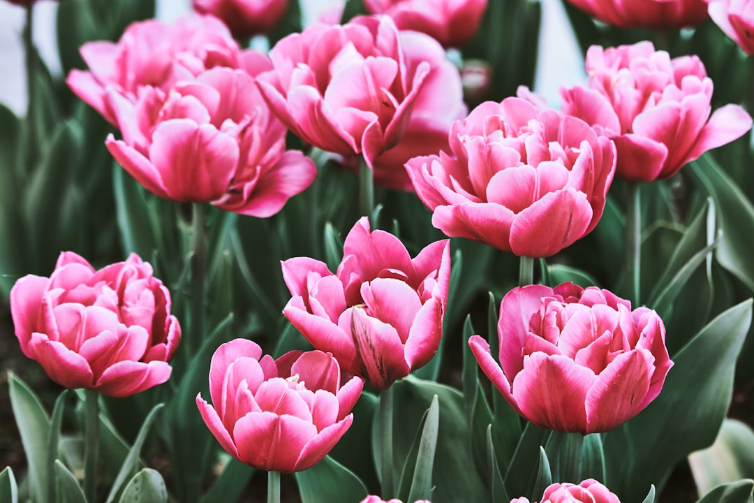 closeup photo of pink petaled flowers