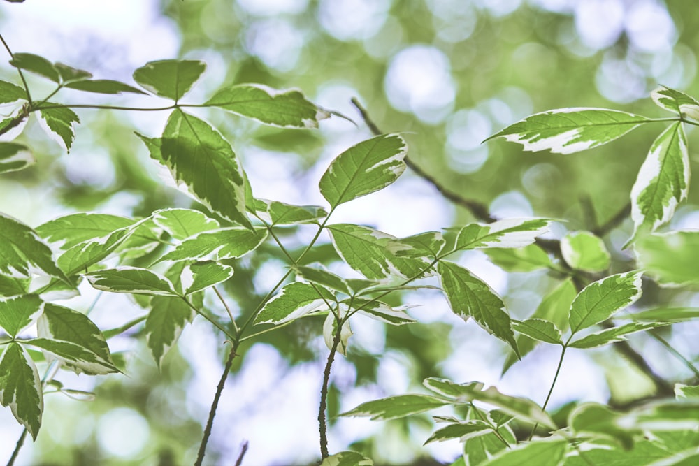 green leaves in tilt shift lens