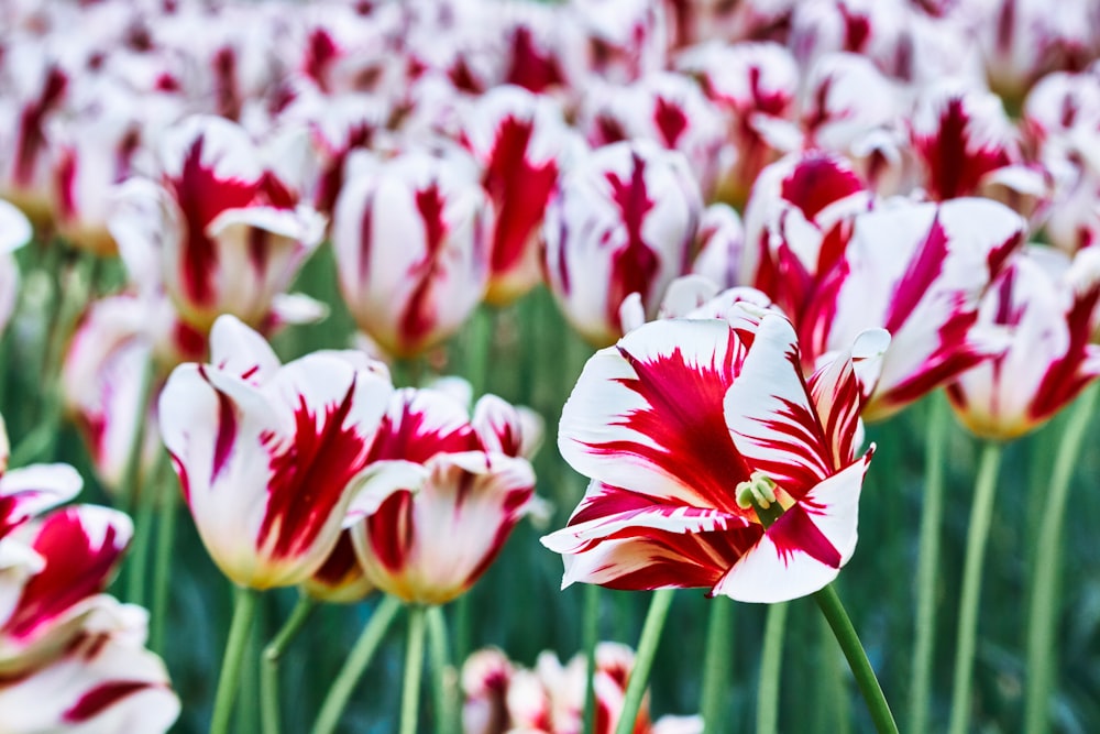 Tulipanes rosados y blancos en flor durante el día