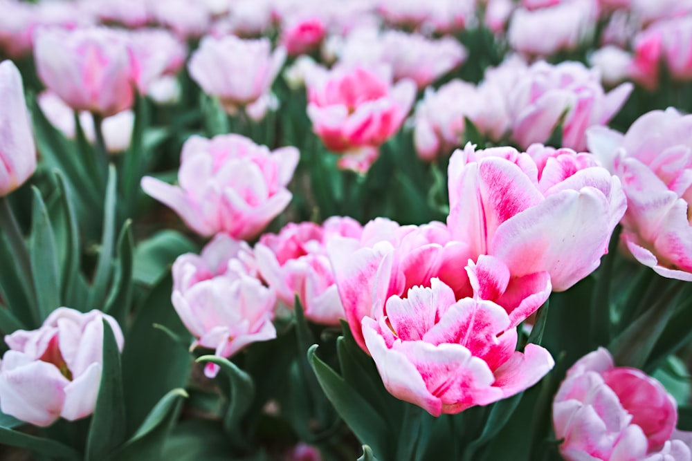 Flores rosas en lente de cambio de inclinación