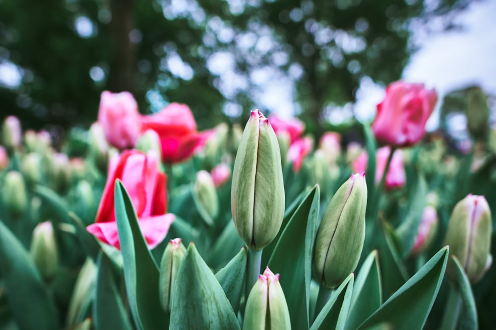 pink petaled flower during daytime