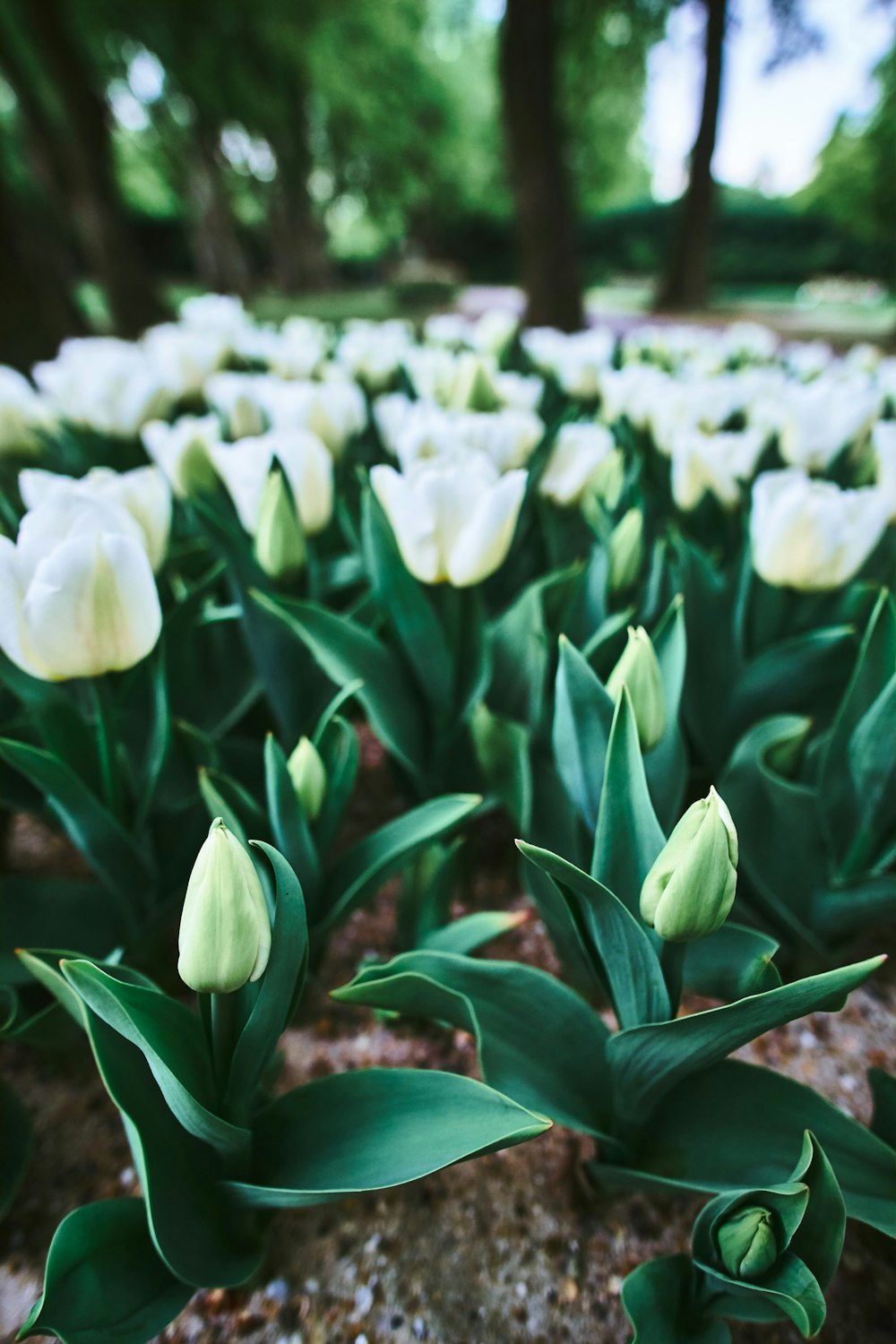 Weiße Tulpen blühen tagsüber