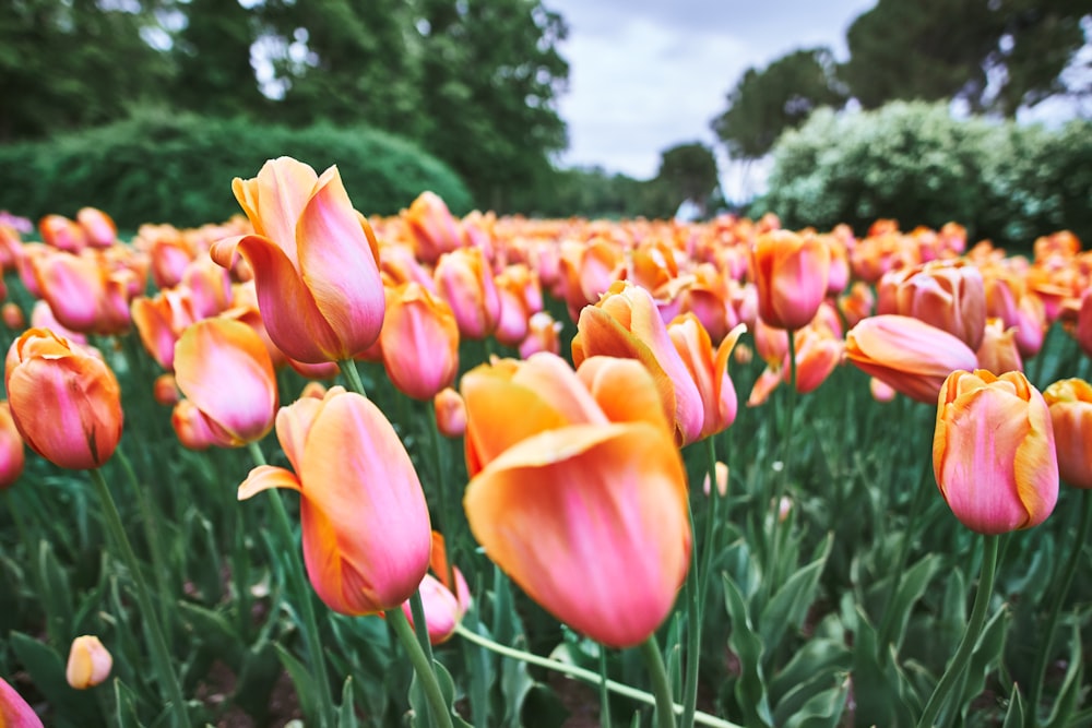 blooming orange tulip flower field