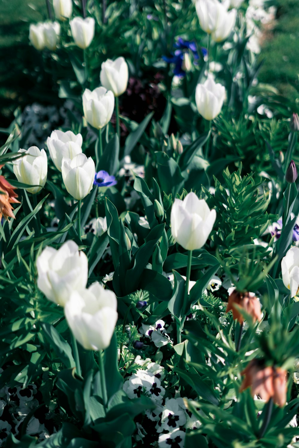white tulips flowers