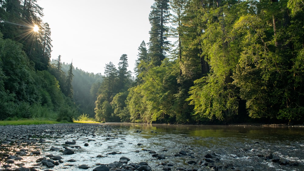 river surround by trees