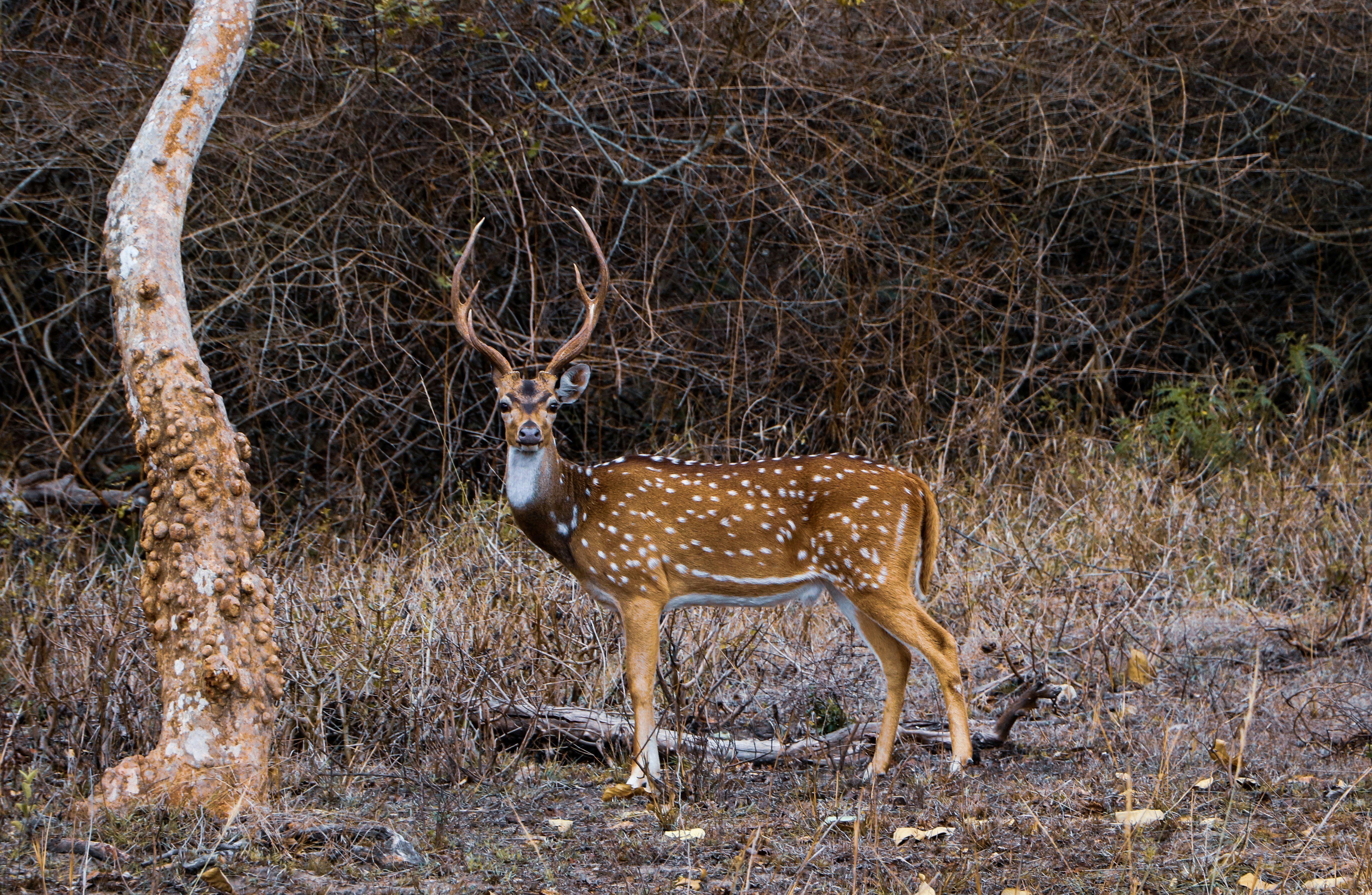 Photo by eshwar_charan