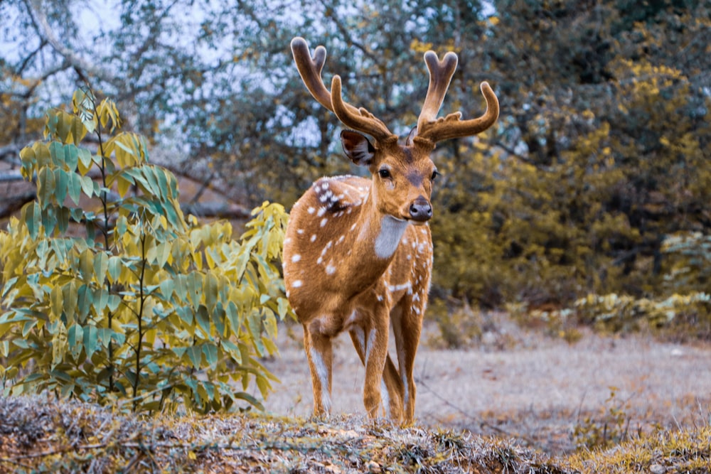 brown deer