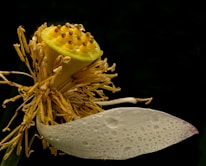 A close-up of a lotus seed pod with multiple seeds visible on the yellow cone. Surrounding the pod are dried, golden-brown stamens. A single, white petal with water droplets is partially visible. The background is dark, highlighting the intricate details of the flower's center.