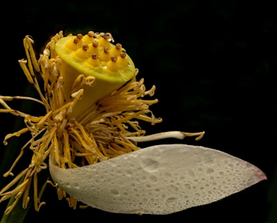 A close-up of a lotus seed pod with multiple seeds visible on the yellow cone. Surrounding the pod are dried, golden-brown stamens. A single, white petal with water droplets is partially visible. The background is dark, highlighting the intricate details of the flower's center.