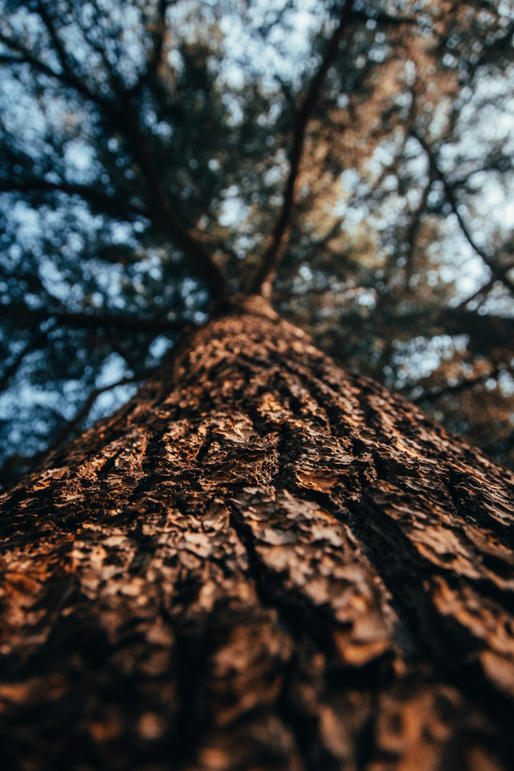 low angle photography of brown tree