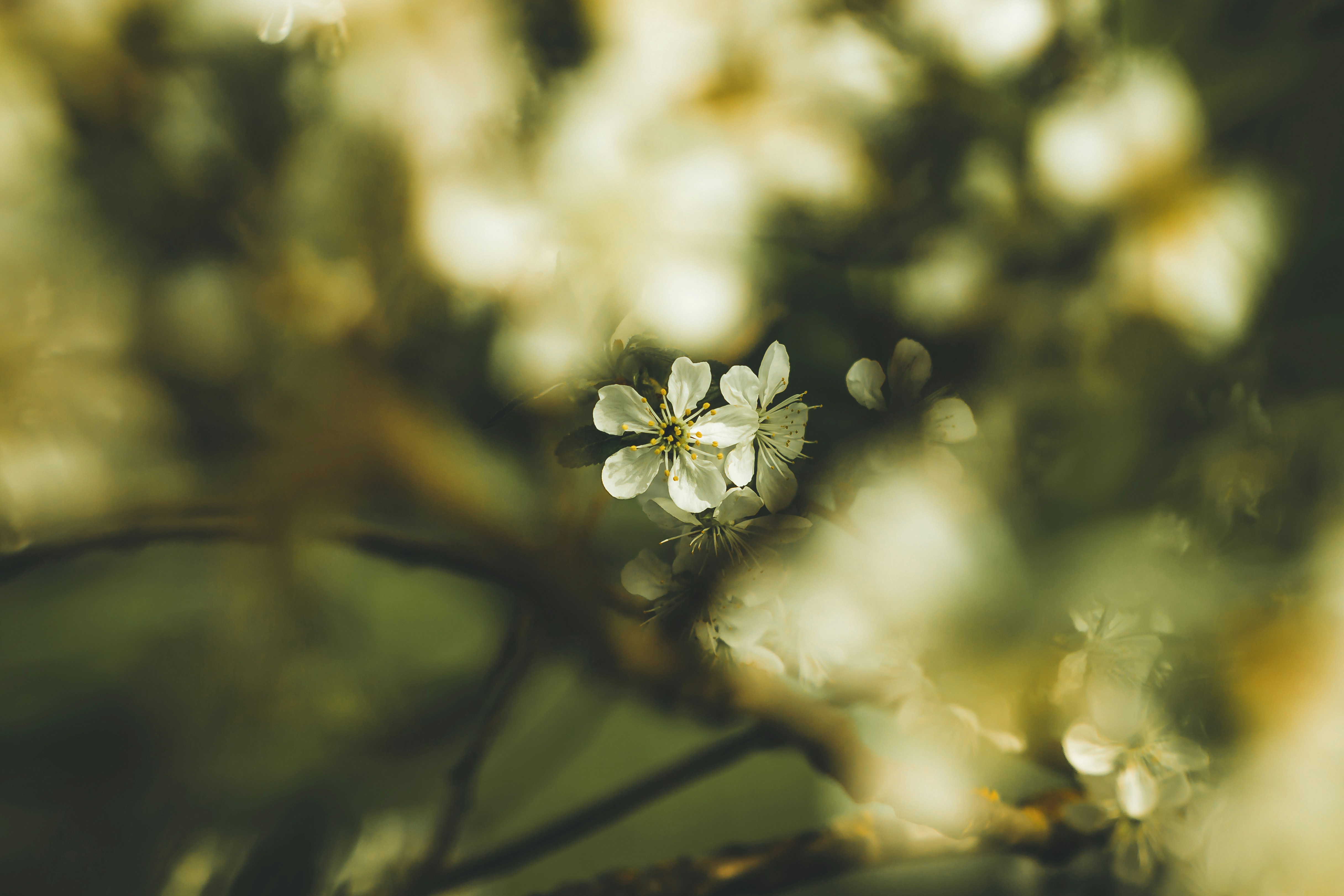 Photo by dariuscotoi