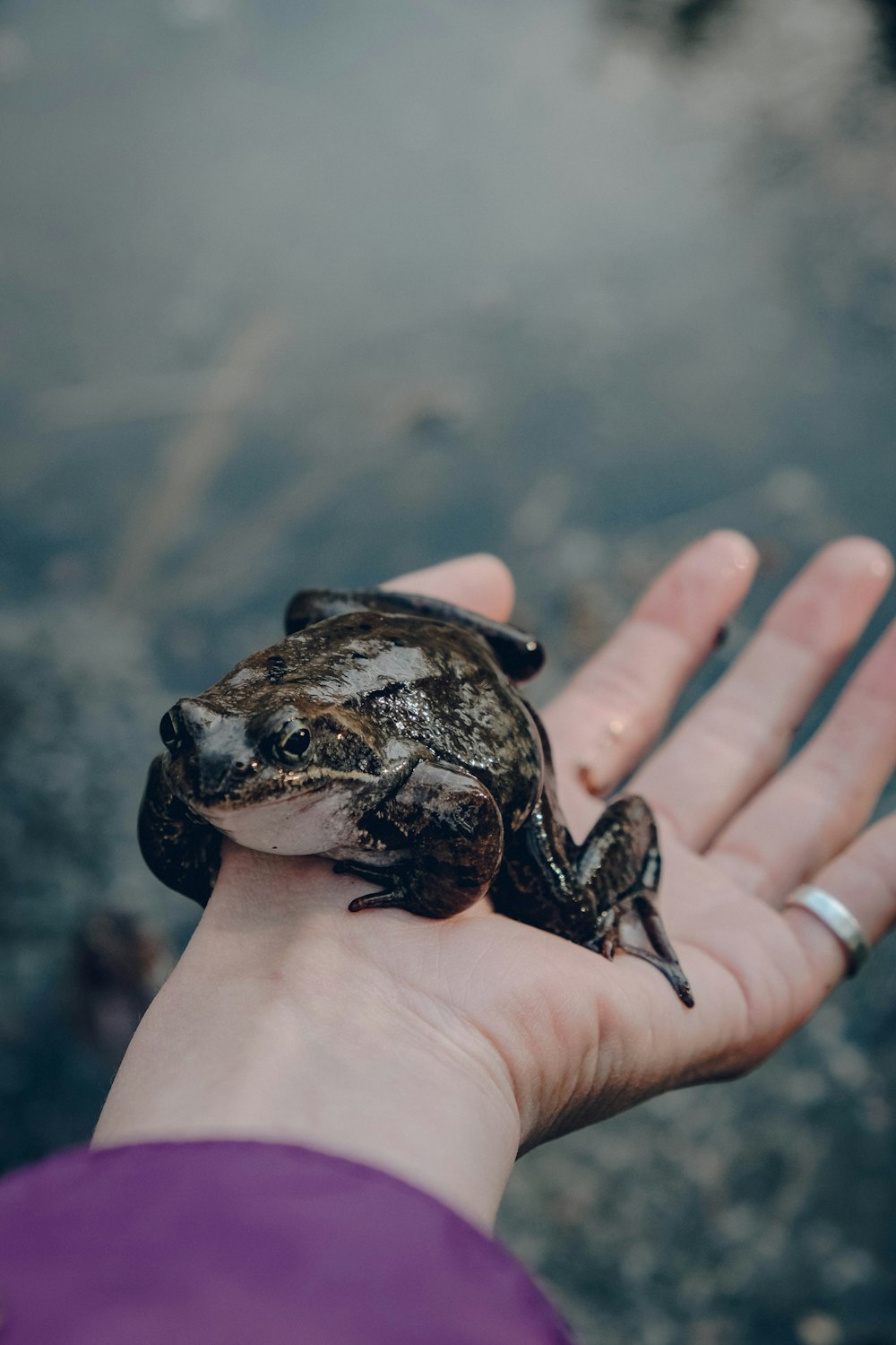 brown frog on human palm