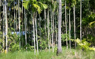 Tall, slender palm trees densely populate a lush, green landscape. Sunlight filters through the canopy, casting patches of light on the grass-covered ground.