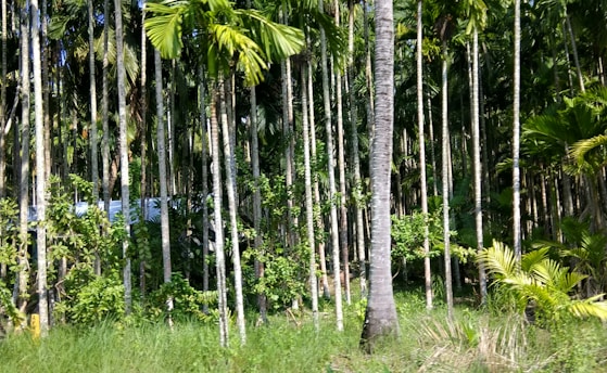 Tall, slender palm trees densely populate a lush, green landscape. Sunlight filters through the canopy, casting patches of light on the grass-covered ground.