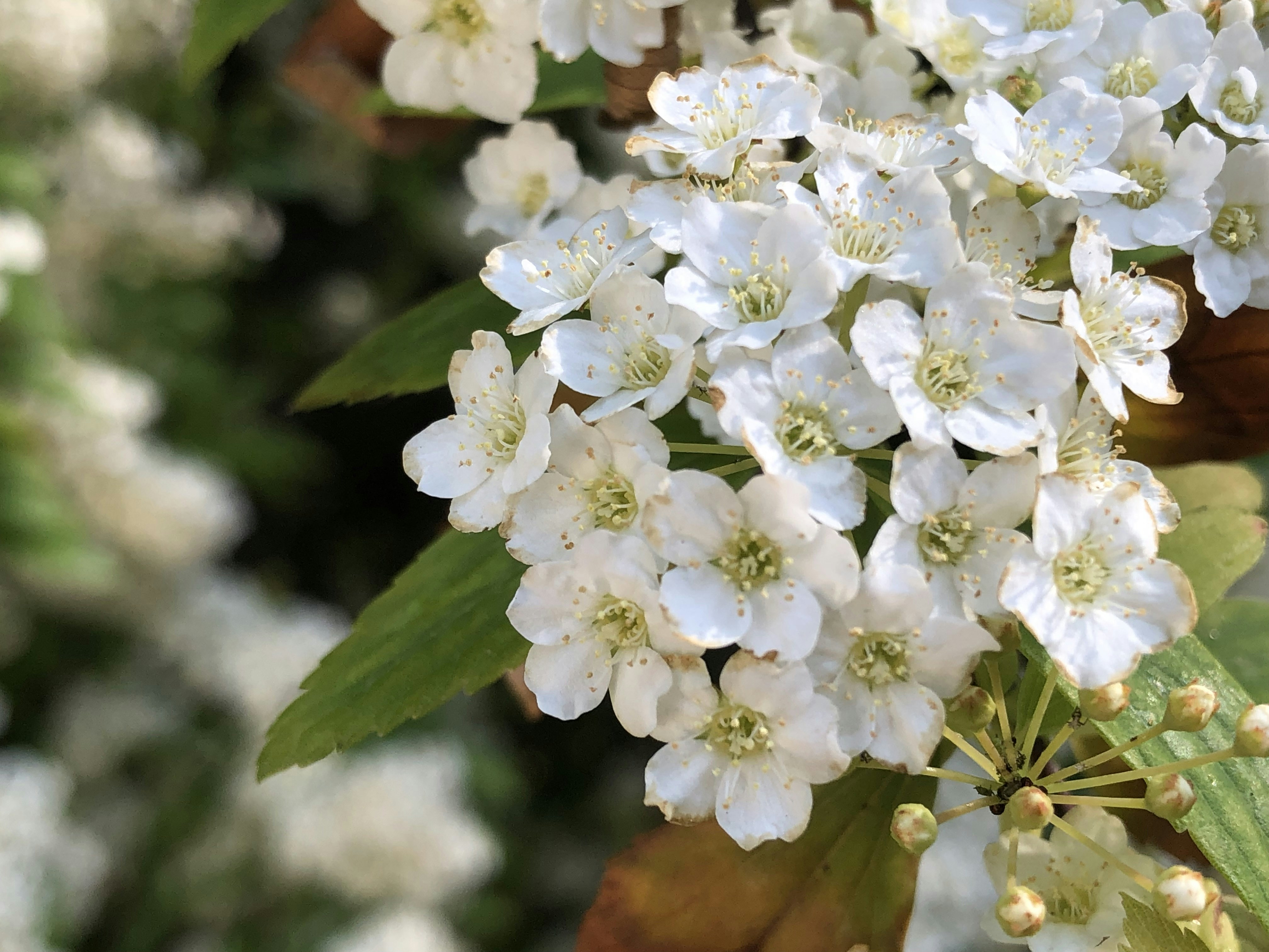 Photo by agoraabierta