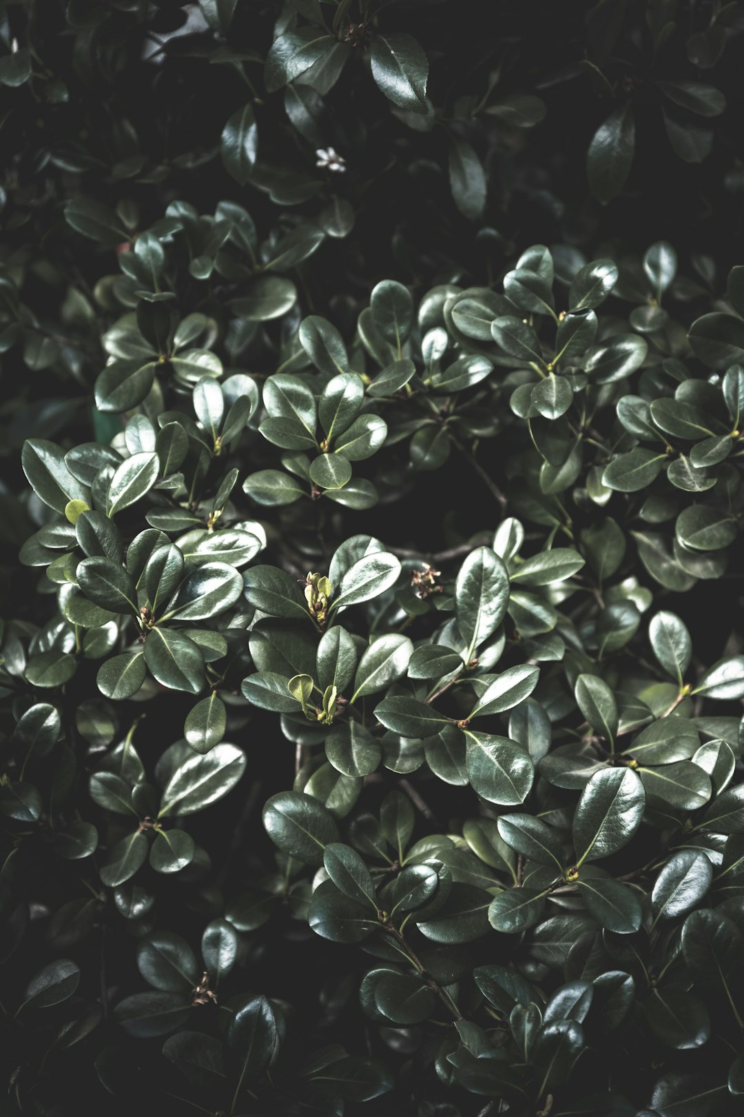 green-leafed plants