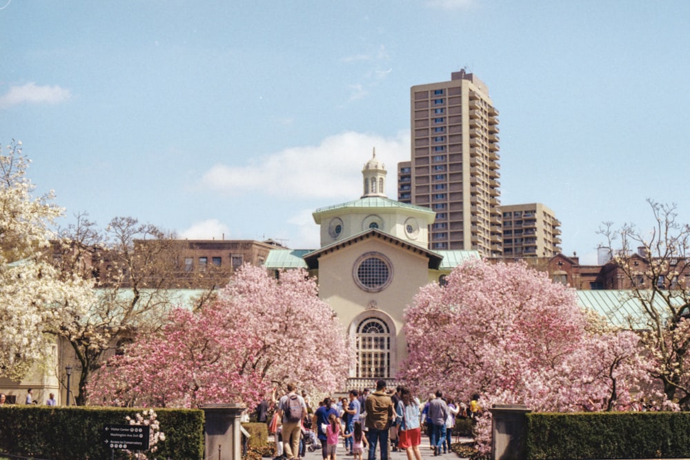 Persone nel percorso tra due alberi di sakura fioriti rosa davanti all'edificio