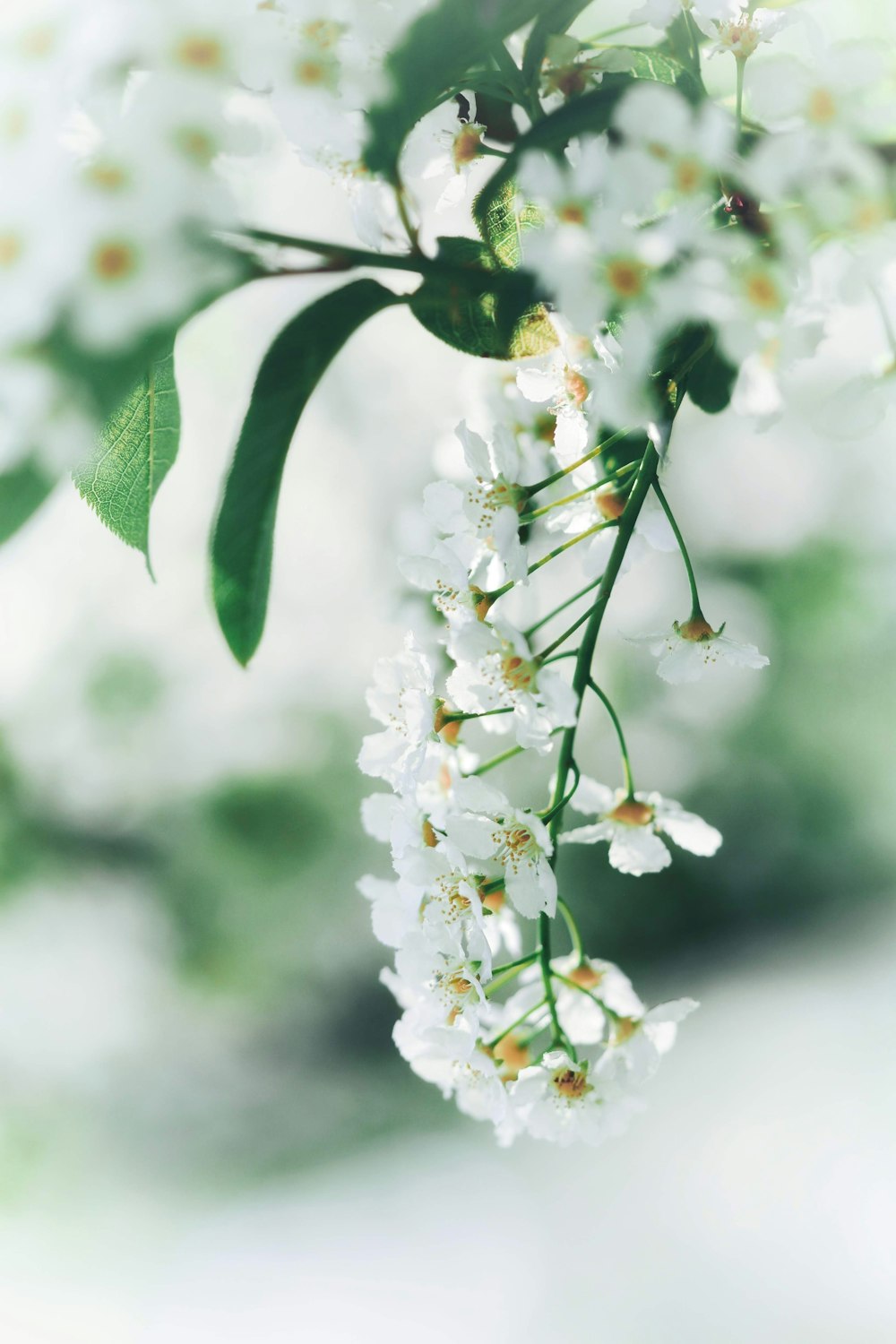 plantas de flores de pétalos blancos