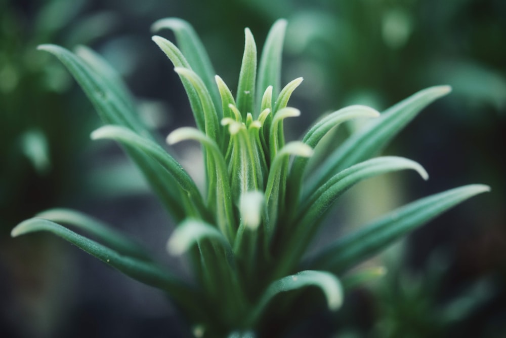 green leafy garden plant