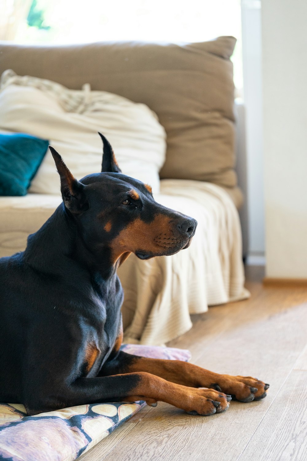 adulto Doberman pinscher negro y fuego dentro de la habitación