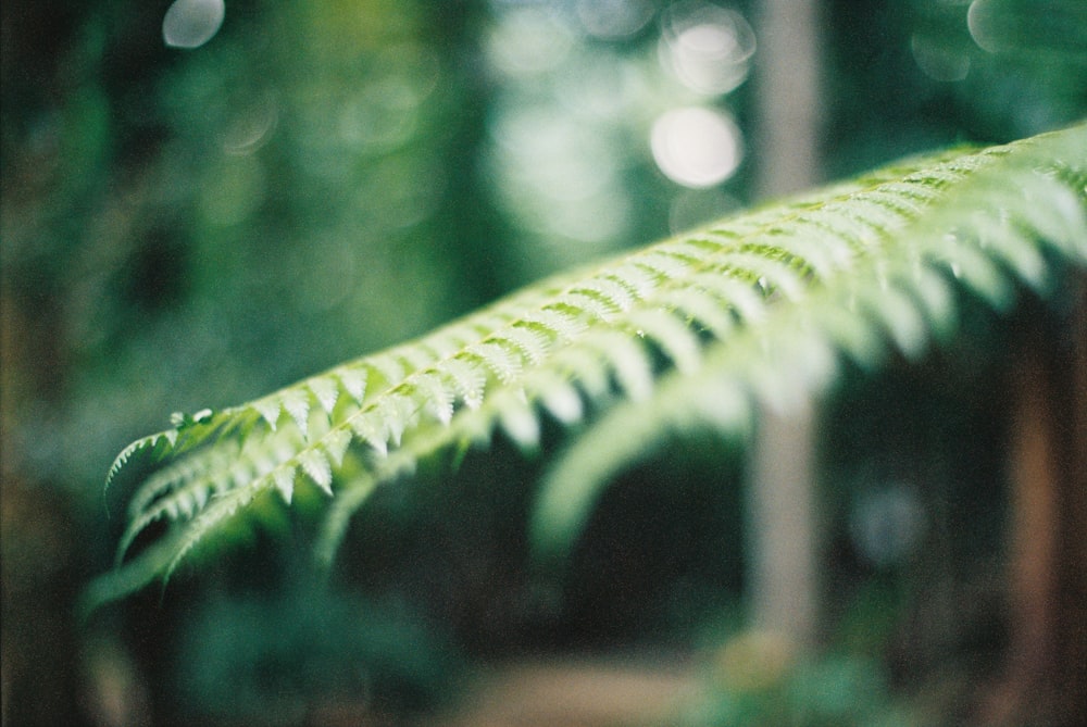 macro photography of green leaves