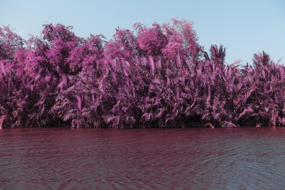 body of water beside pink plants