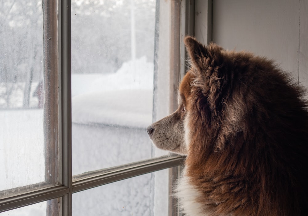 brown long-coat dog inside well lit room