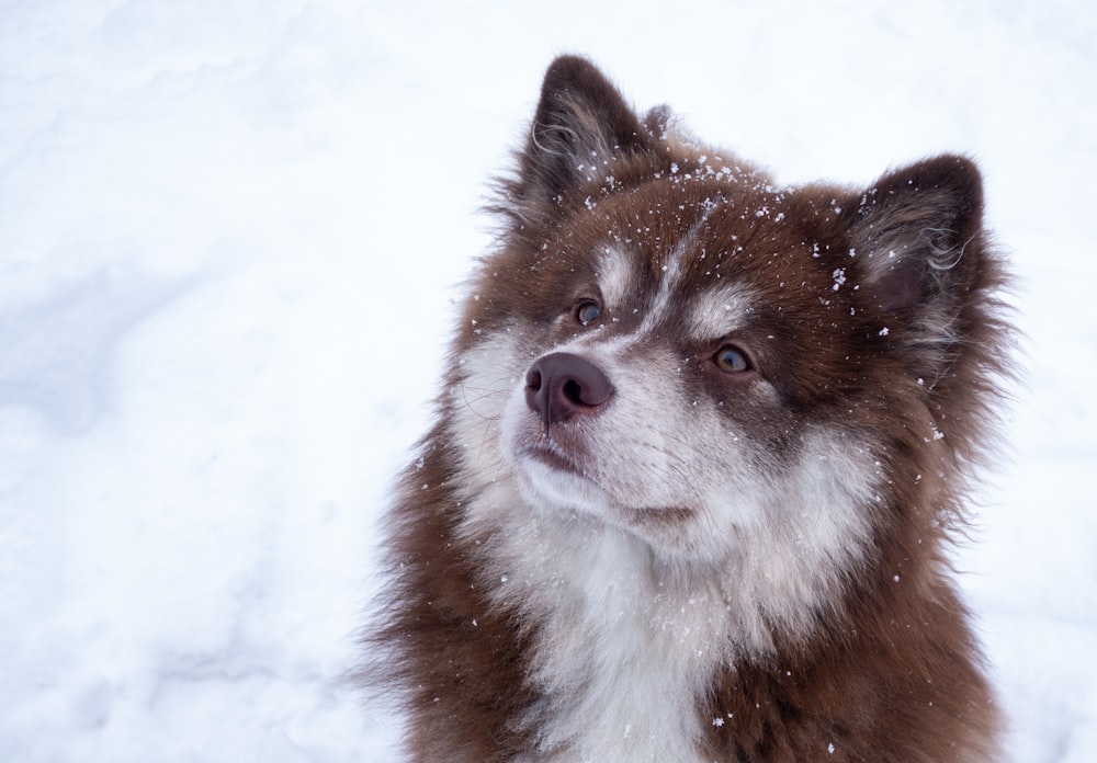 dog on white snow