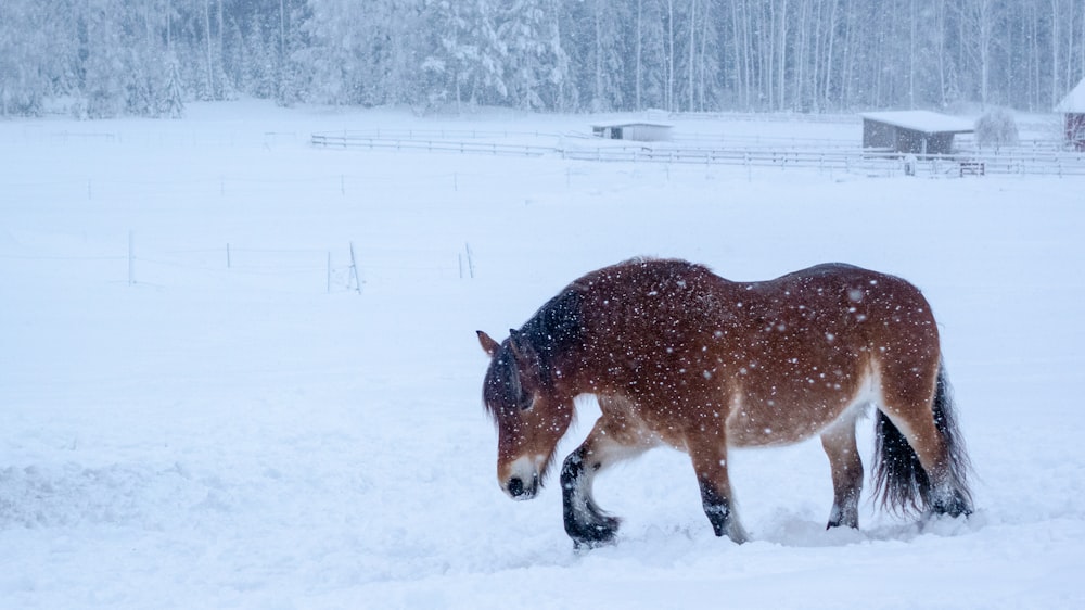 brown horse