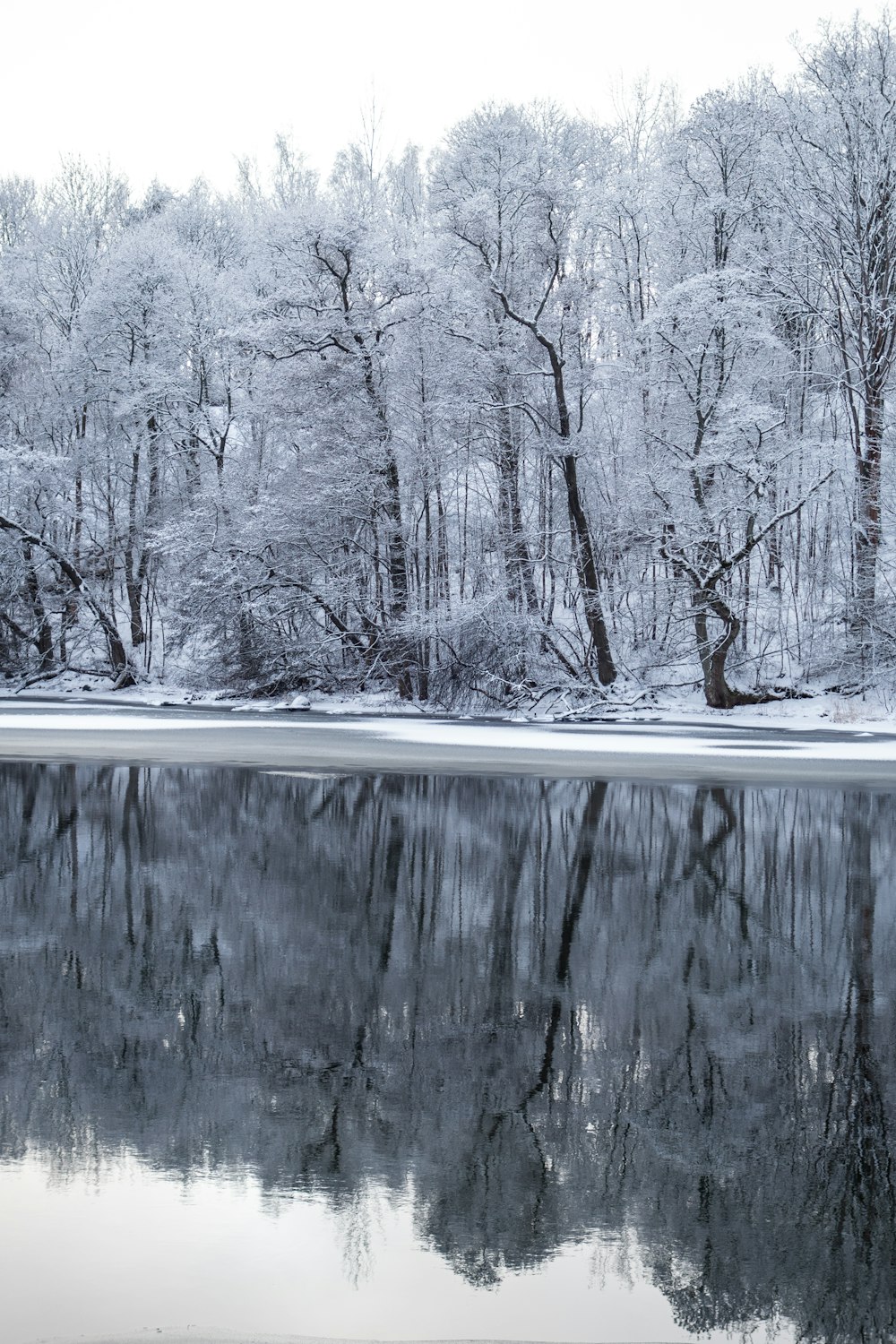 plan d’eau à côté d’arbres