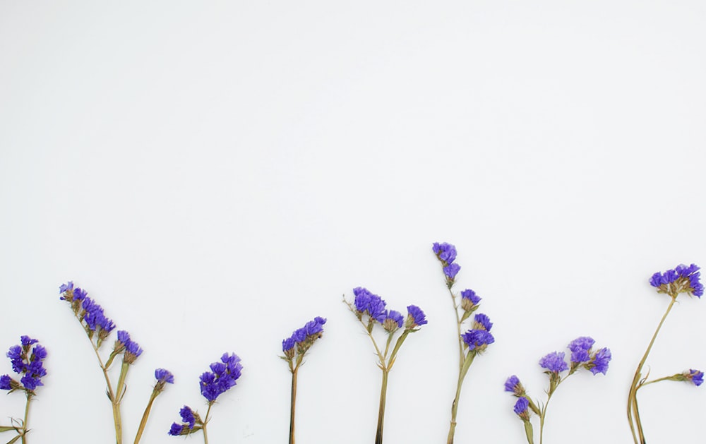 purple petaled flower plants