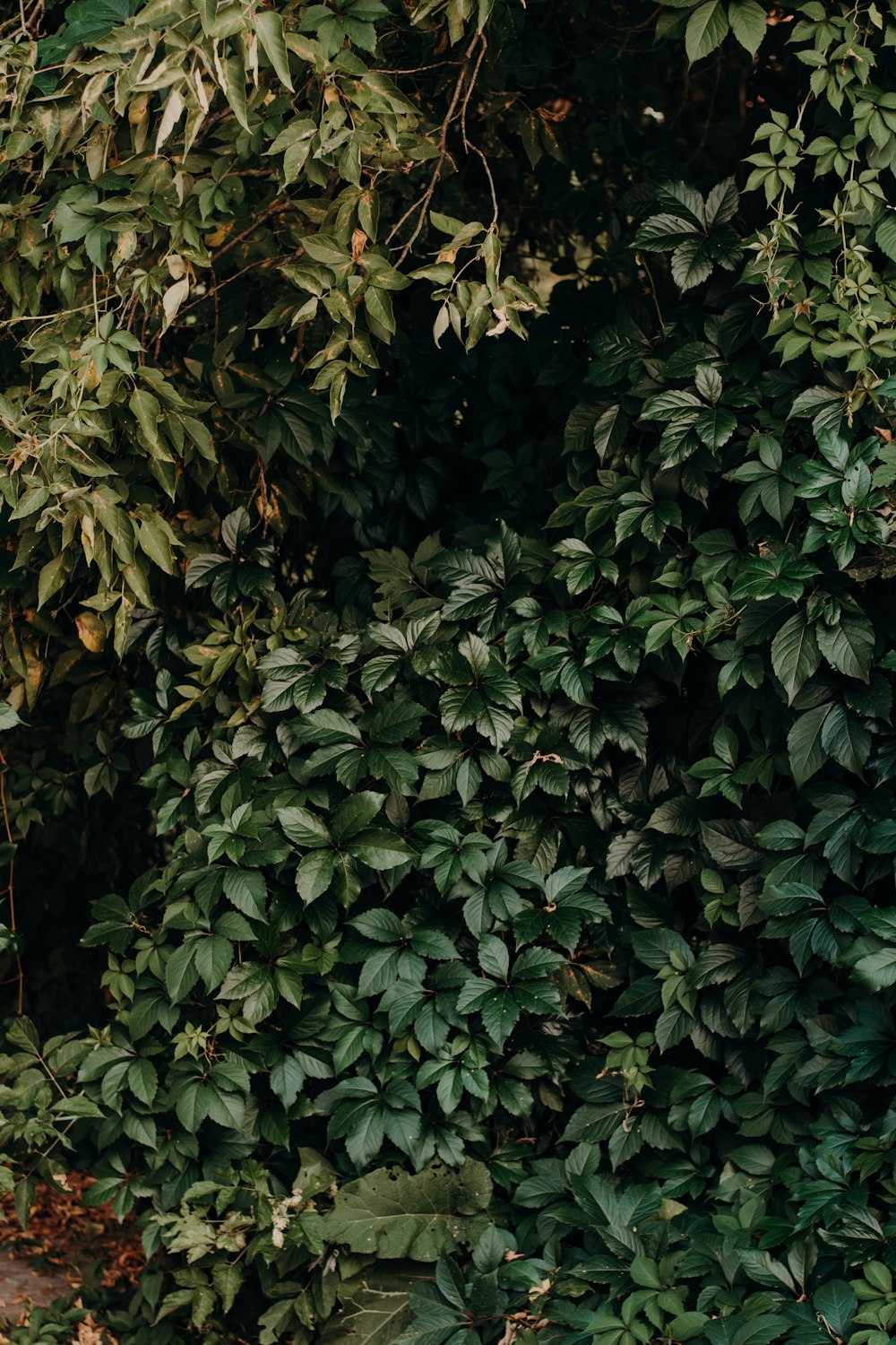 green-leafed tree