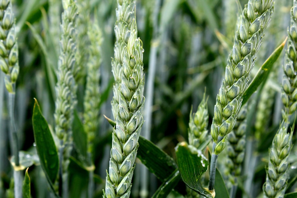 selective focus photography of green wheat