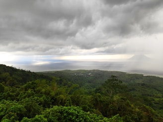 A beautiful landscape of the Amazon rainforest.